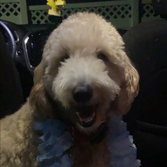 Meet your Posher, Ang - Picture 1 of 1